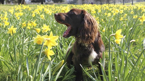 A brown dog sat amongst daffodils